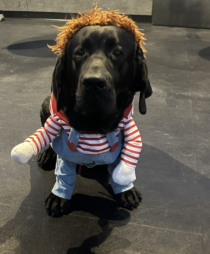 🎃 Halloween Sale — Dress Your Dog to Scare