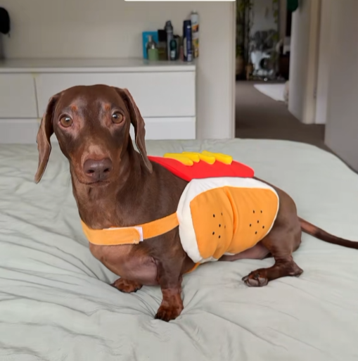 Hot Dog Halloween Costume for Dogs — Funny Sausage Cosplay Outfit for Small & Medium Dogs